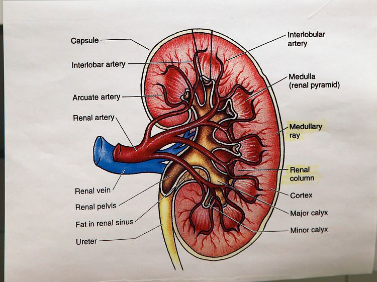 Die Anatomie einer Niere.