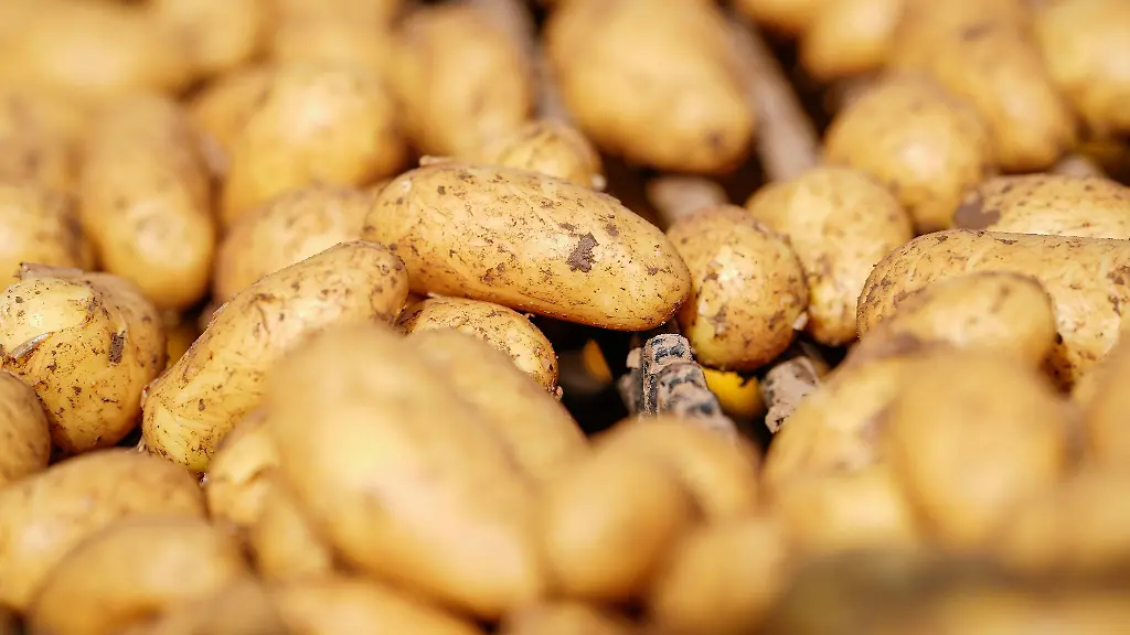 Fruehkartoffeln-sind-in-einer-Kiste-zu-sehen