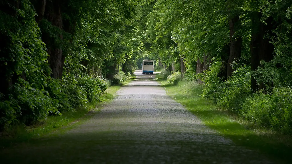 Ein-Linienbus-faehrt-zwischen-Stralsund-und-Reinberg-durch-eine-Allee