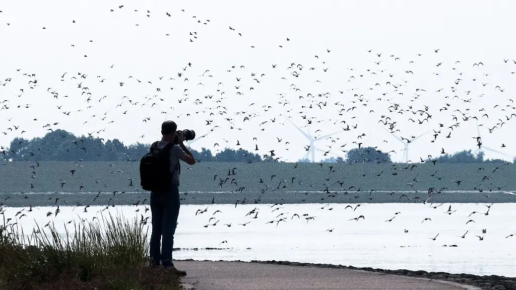 Sandregenpfeifer-Alpenstrandlaeufer-und-andere-Zugvoegel-fliegen-ueber-das-Wattenmeer-der-Nordseebucht-Jadebusen