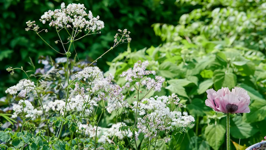 Im-Garten-von-Silke-Burmeister-in-Steffenhagen-Landkreis-Rostock-bluehen-die-Sommerblumen-im-Juni-bereits-in-voller-Pracht