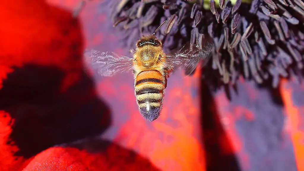 Bei-strahlendem-Sonnenschein-fliegt-eine-Honigbiene-die-Bluete-eines-Klatschmohns-an
