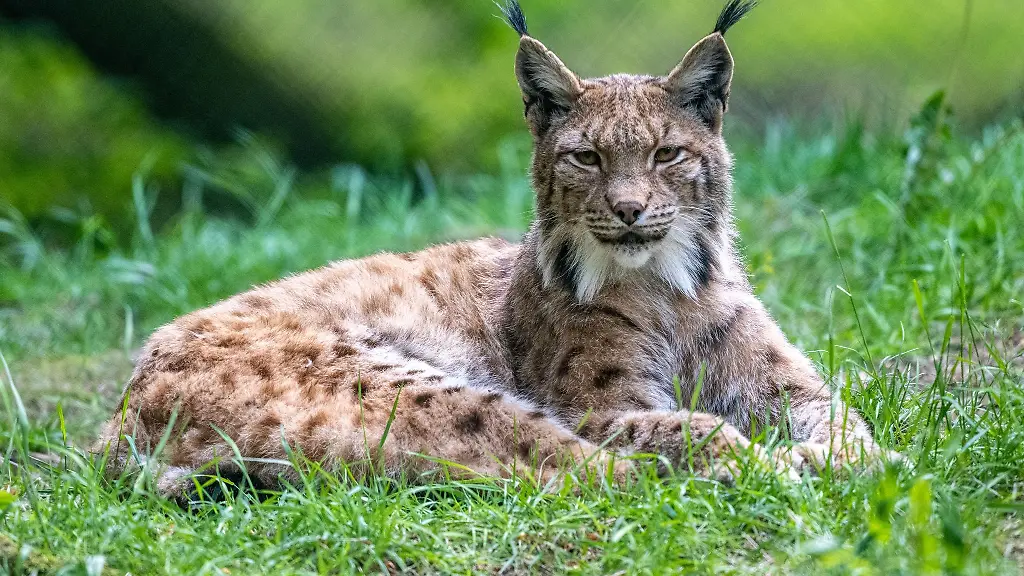 Ein-Luchs-liegt-im-Bayerwald-Tierpark-in-Lohberg-in-seinem-Gehege