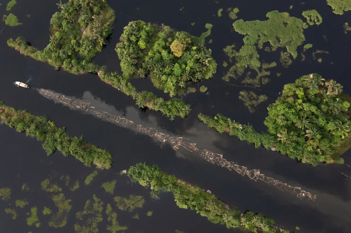 2022-06-08T070445Z-1374279413-RC2WQQ9RT6PY-RTRMADP-3-NIGERIA-ENVIRONMENT-TREES