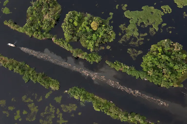 2022-06-08T070445Z-1374279413-RC2WQQ9RT6PY-RTRMADP-3-NIGERIA-ENVIRONMENT-TREES