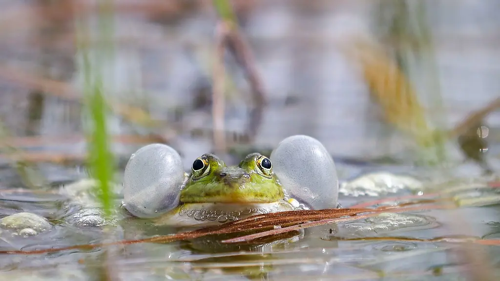 Ein-Teichfrosch-sitzt-in-einem-Tuempel