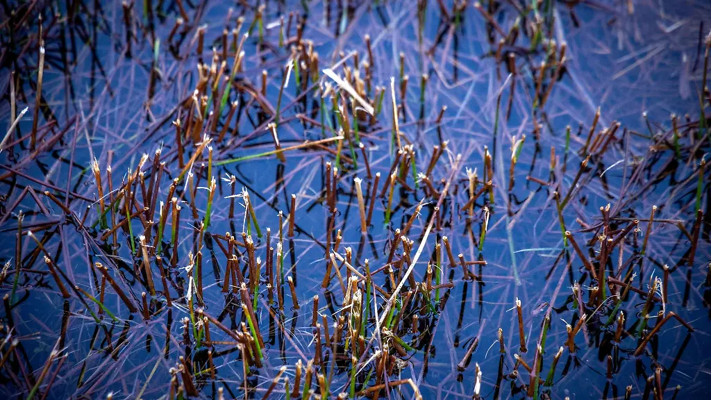 Pflanzenhalme-schauen-aus-dem-Wasser-im-grossen-Hangquellmoor-Binsenberg
