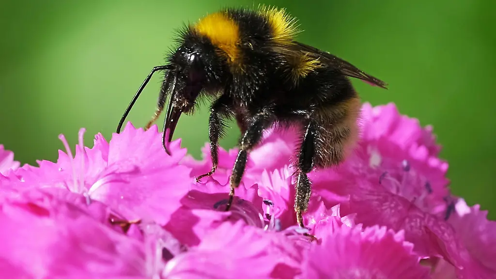 Eine-Hummel-sitzt-in-einem-Garten-auf-einer-Bartnelke