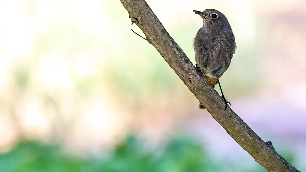 In-einem-Garten-sitzt-ein-Hausrotschwanz-auf-einem-Ast