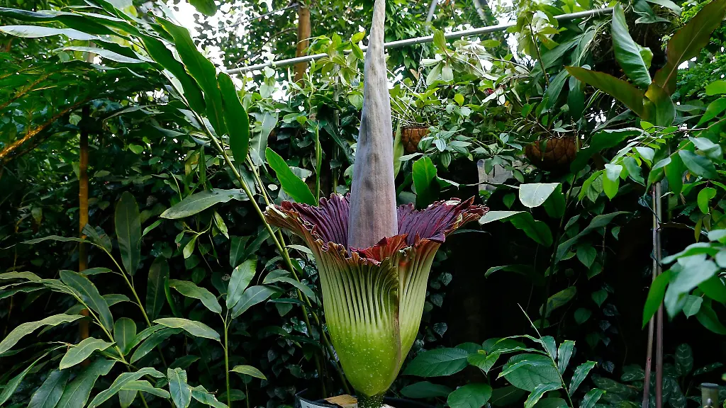 Eine-Titanwurz-Amorphophallus-titanum-oeffnet-im-Oekologisch-Botanischen-Garten-der-Universitaet-Bayreuth-ihre-Bluete