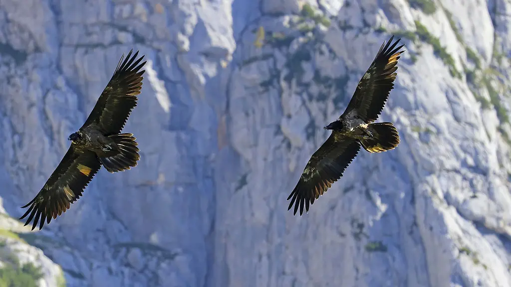 Die-beiden-ausgewilderten-Bartgeier-Wally-und-Bavaria