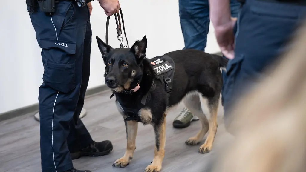 Zollspuerhuendin-Skadi-vor-ihrem-Dienstantritt