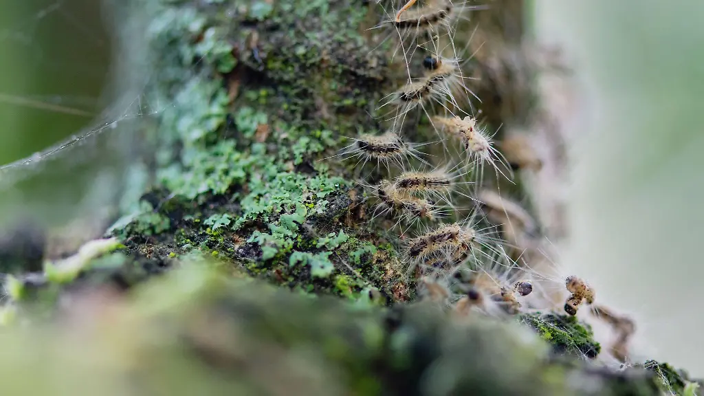 Raupen-des-Eichenprozessionsspinners-in-ihrem-Nest-auf-einem-Baum