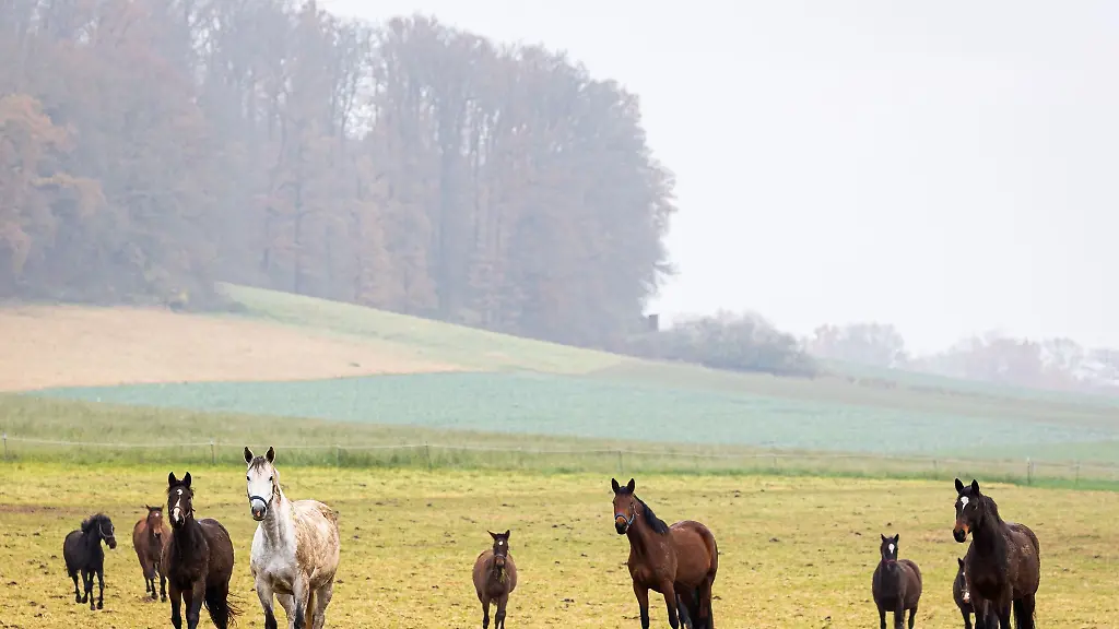 Pferde-stehen-bei-truebem-Wetter-auf-einer-Wiese-im-Landkreis-Hameln-Pyrmont