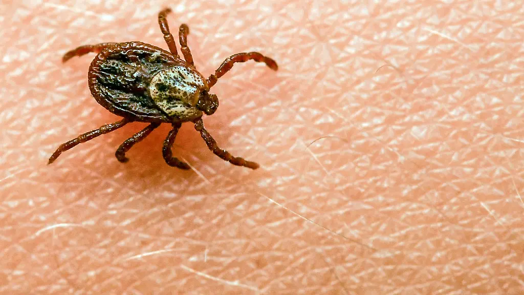 Eine-Zecke-krabbelt-ueber-einen-Arm