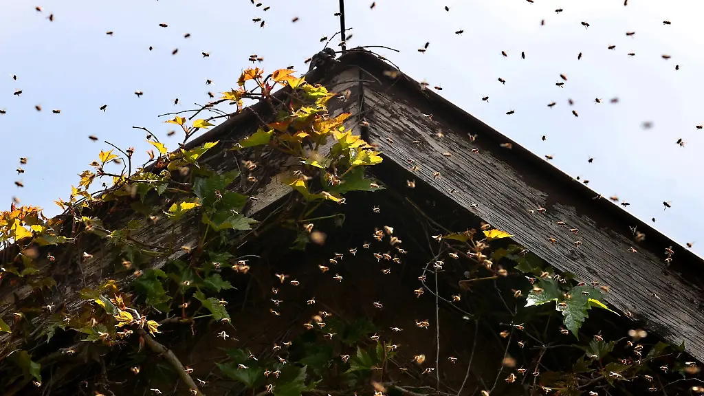 Ein-Bienenschwarm-umfliegt-den-Giebel-eines-Hauses
