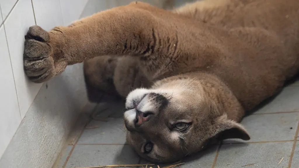 Ein-Puma-liegt-im-Exotenhaus-der-Auffangstation-fuer-Reptilien-Muenchen-e-V-in-einem-Gehege