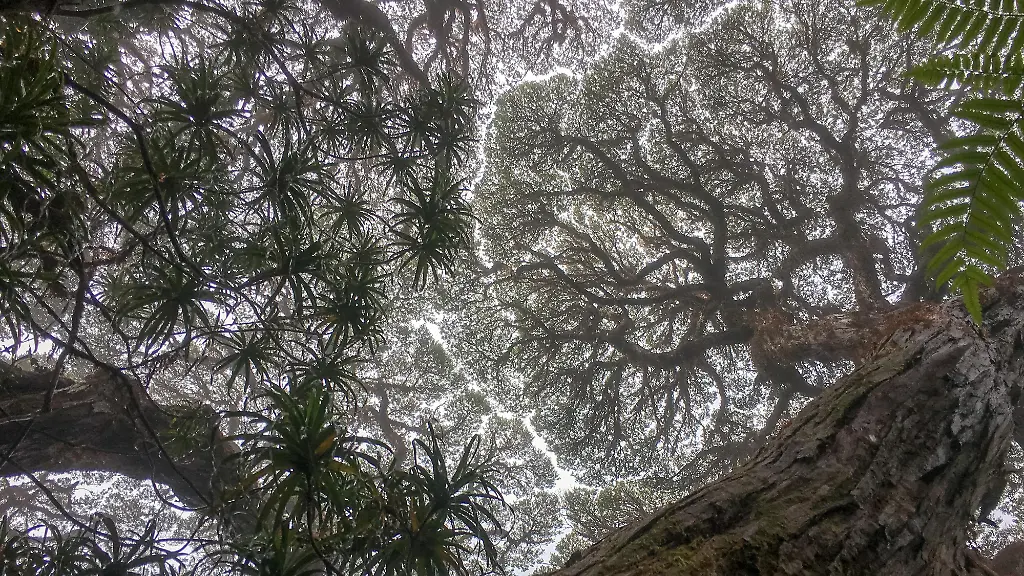 urn-binary-dpa-com-20090101-220516-99-310368-FILED