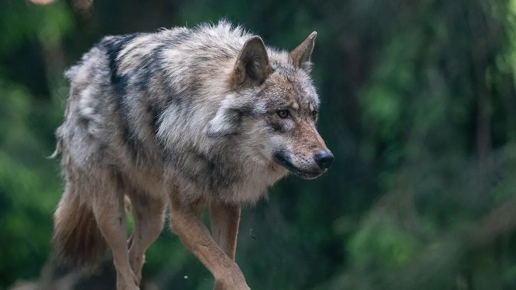 ILLUSTRATION-Ein-Wolf-spaziert-durch-das-Gehege