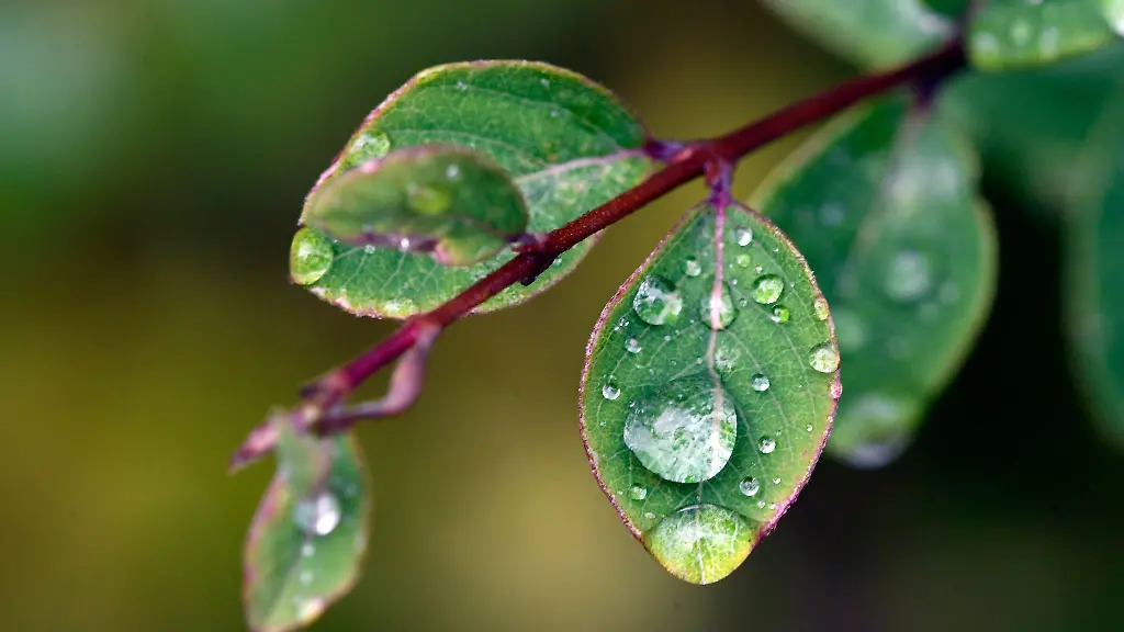 Regentropfen-liegen-auf-Blaettern-einer-Pflanze