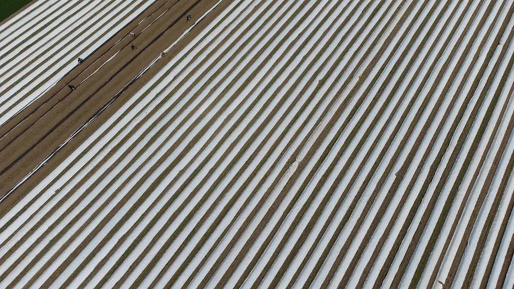 Spargelstecher-arbeiten-auf-einem-Spargelfeld