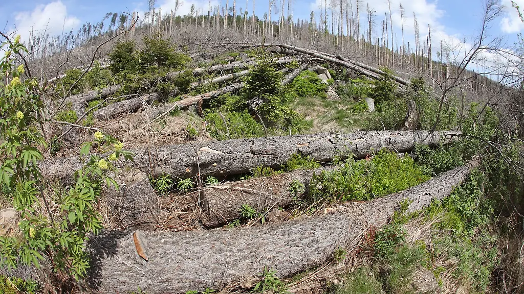 Totholz-liegt-im-Nationalpark-Harz