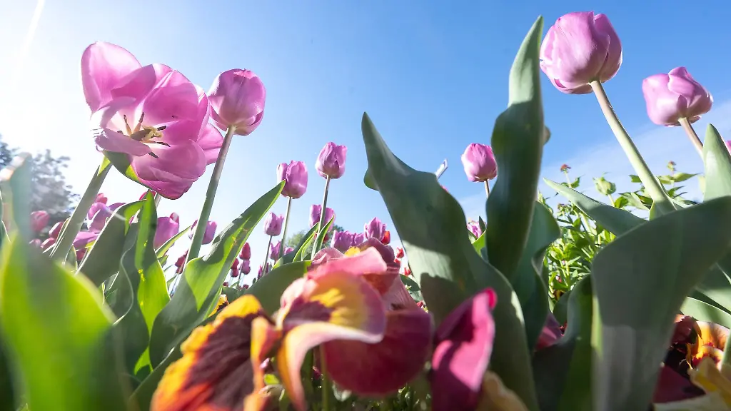 Tulpen-und-Stiefmuetterchen-bluehen-in-einem-Beet