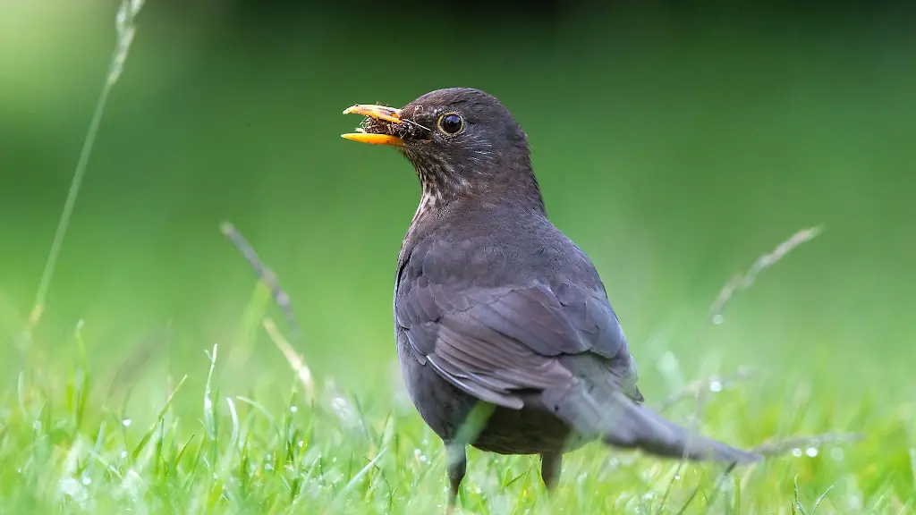 Eine-Amsel-sammelt-in-einem-Garten-Baumaterial-fuer-den-Nestbau