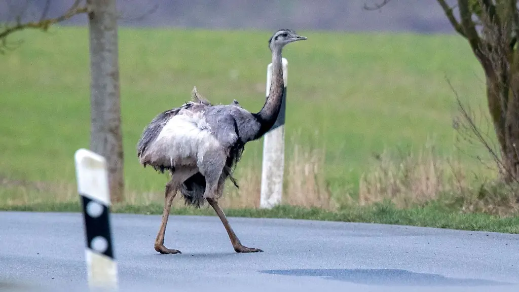 Ein-Nandu-laeuft-ueber-ein-Strasse