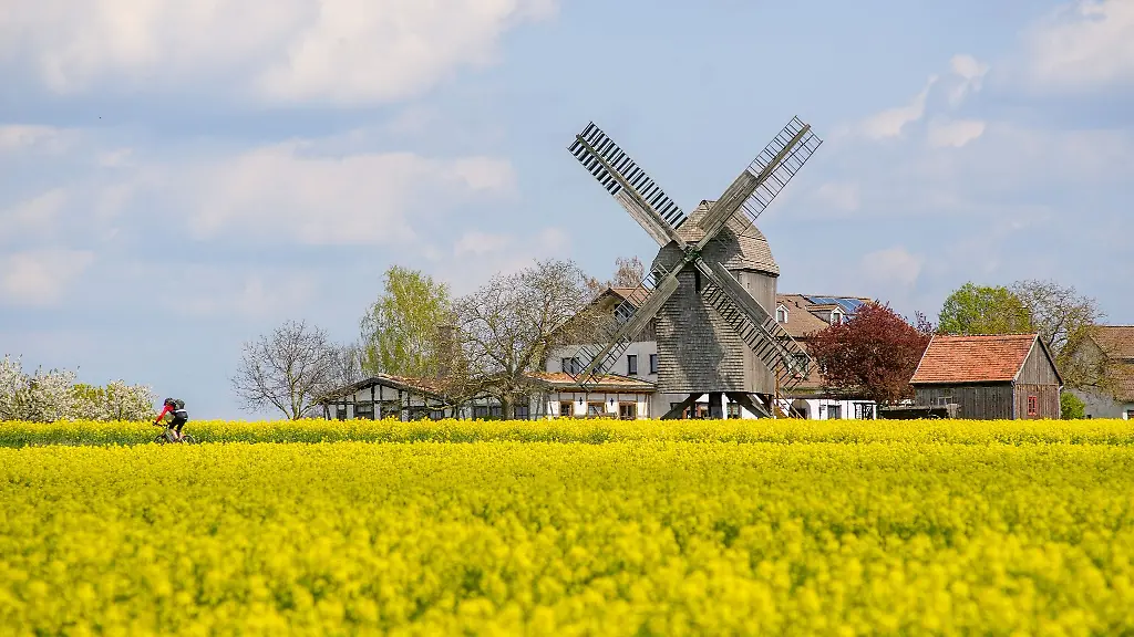 Raps-blueht-vor-dem-Landhaus-Auerbachs-Muehle-in-Wolmirstedt