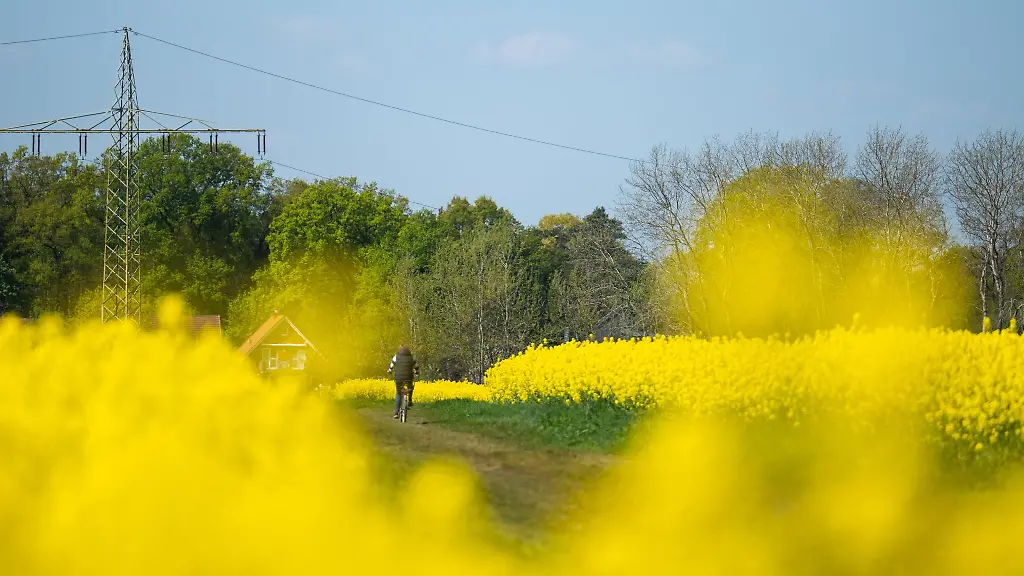 Eine-Fahrradfahrerin-faehrt-an-einem-Rapsfeld-entlang