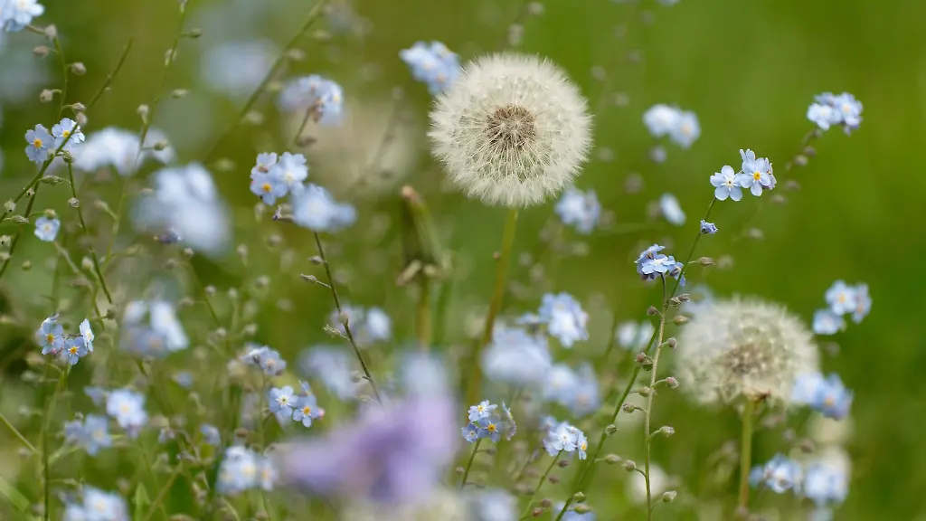 Blumen-bluehen-auf-einer-Wiese-in-Leverkusen
