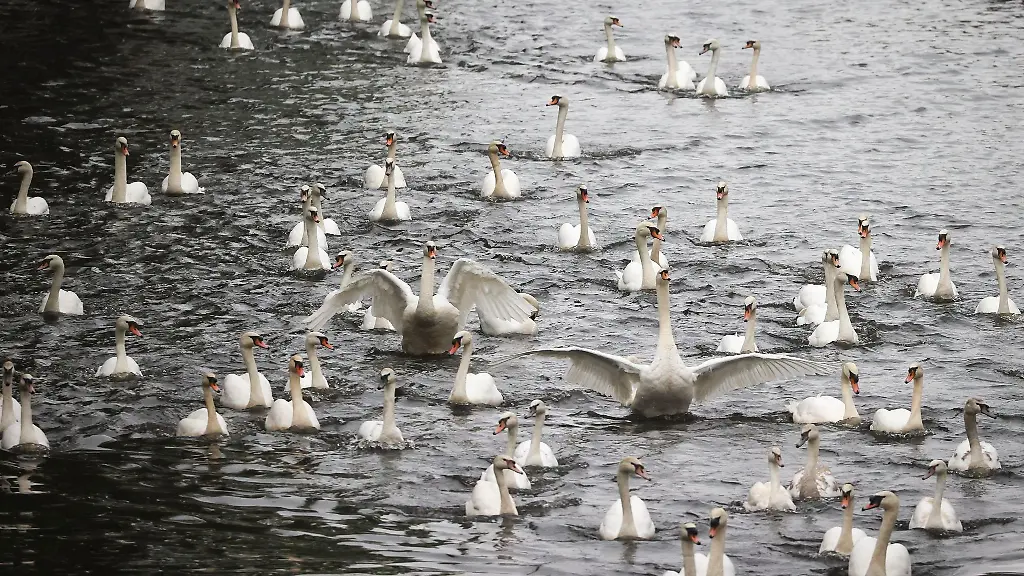 Die-Alsterschwaene-schwimmen-in-Richtung-Aussenalster