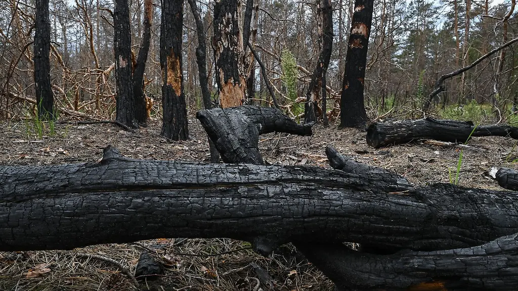 Verbrannte-Kiefernbaeume-liegen-in-der-Lieberoser-Heide