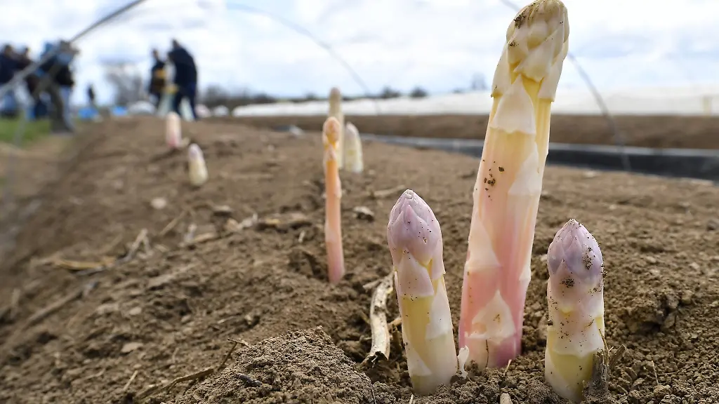 Spargelstangen-stehen-auf-einem-Feld-des-Spargelhof-Kutzleben