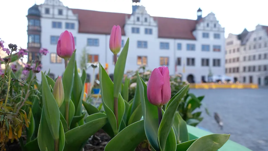 Tulpen-bluehen-auf-dem-Marktplatz