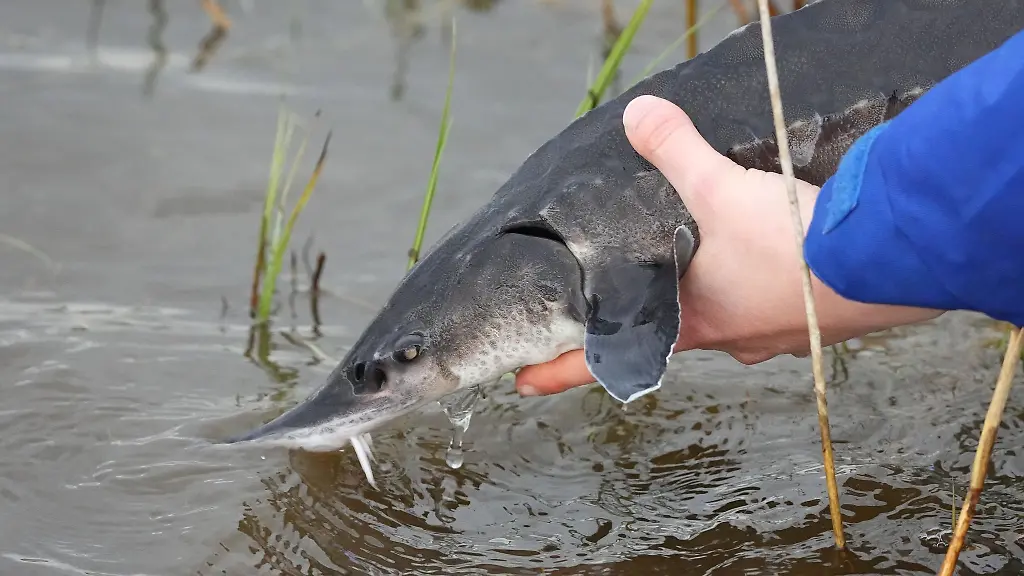 Eine-Nabu-Mitarbeiterin-setzt-im-Nationalpark-Unteres-Odertal-einen-Stoer-in-das-Wasser-der-Oder