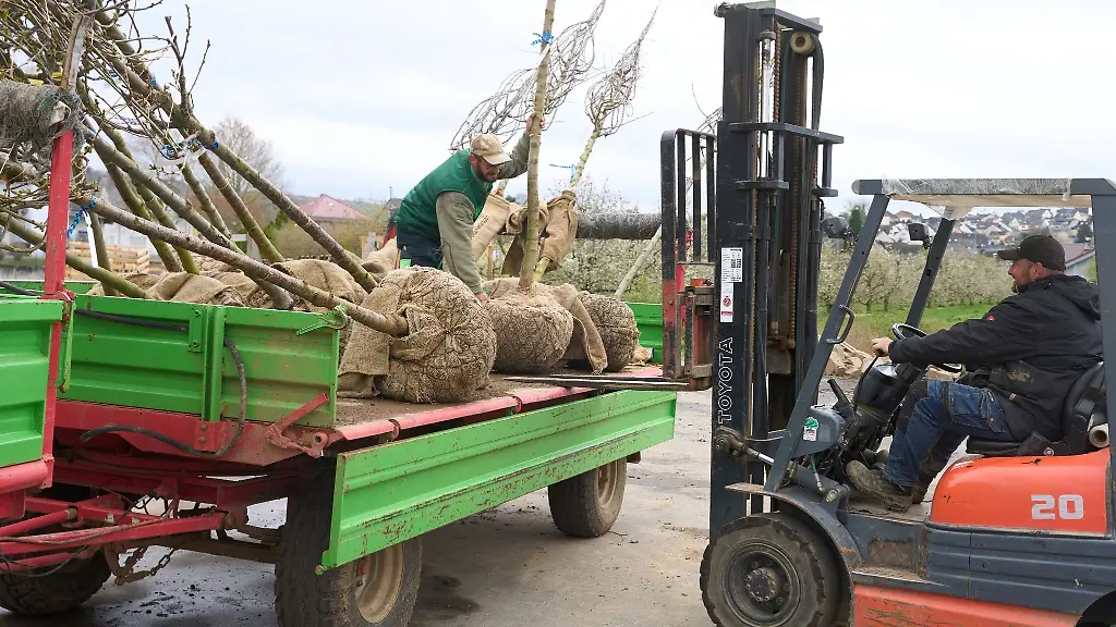 Mitarbeiter-einer-Baumschuleverladen-Baeume-auf-einen-Anhaenger