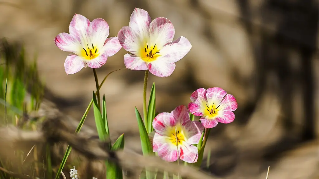 Tulpen-recken-sich-der-Sonne-entgegen