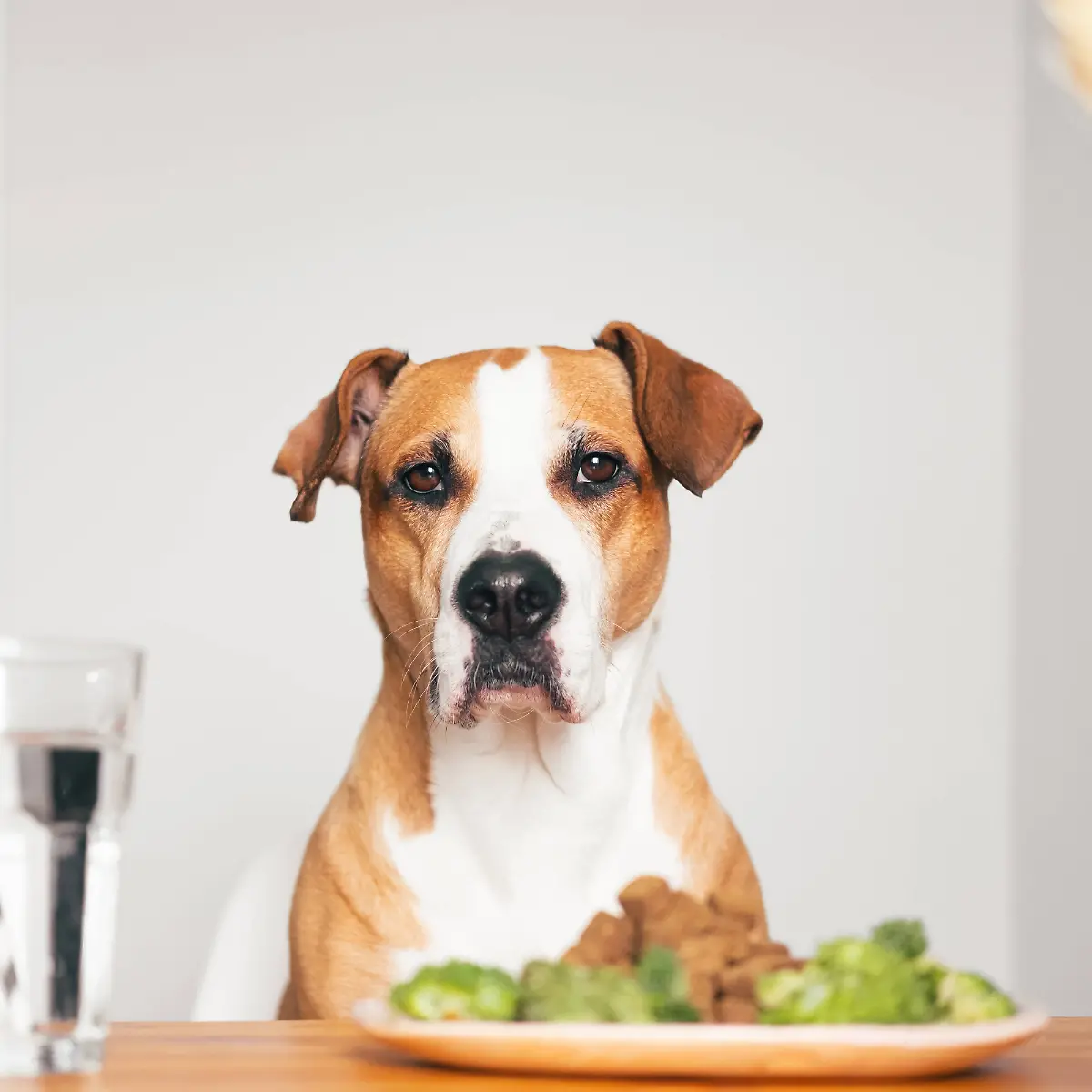 Hunde-Nassfutter von Warentest geprft: Gutes Fressen muss nicht teuer sein  - ntv.de