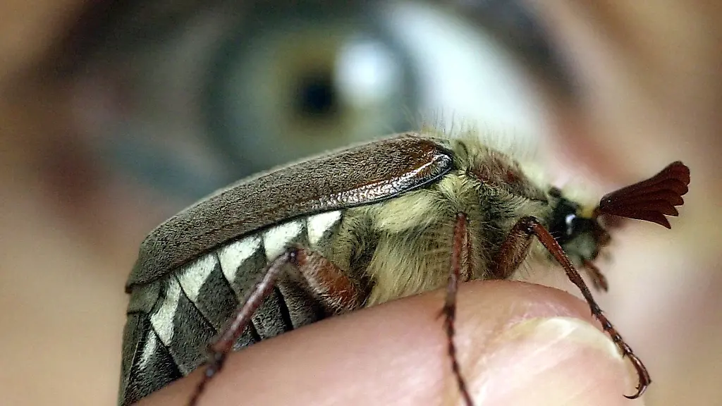 Ein-Waldmaikaefer-kriecht-auf-einem-Finger