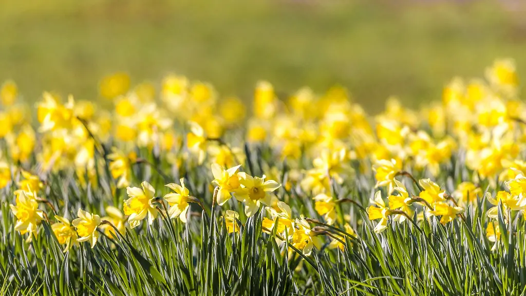 Auf-einem-Grundstueck-wachsen-hunderte-Narzissen