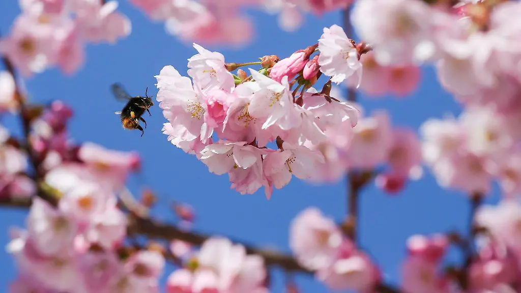 Eine-Hummel-fliegt-an-einem-bluehenden-Baum-vorbei