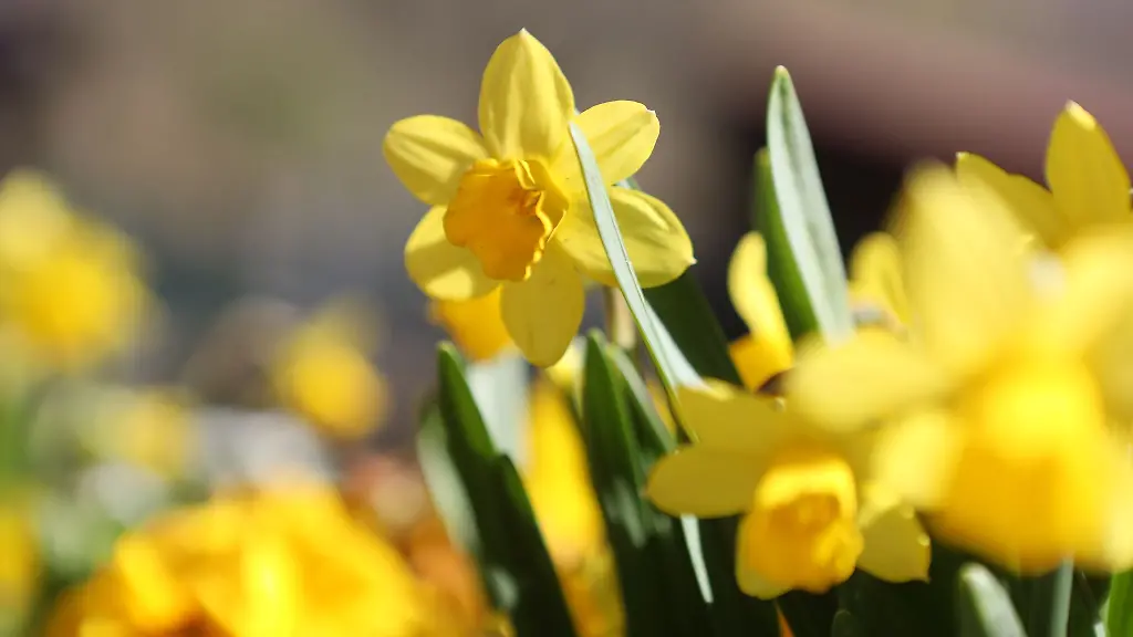 Osterglocken-bluehen-bei-Sonnenschein
