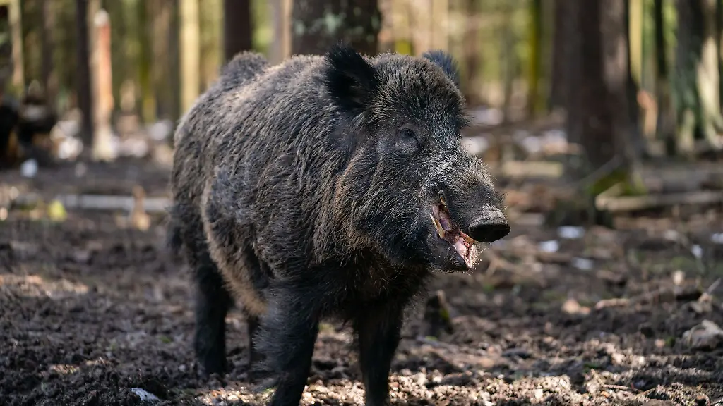 Ein-gut-200-Kilogramm-schwerer-Schwarzwild-Keiler-in-einem-Gehege-des-Wildparks-Waldhaus-Mehlmeisel