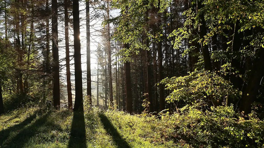 Die-Sonne-scheint-in-einem-Wald-zwischen-Baeumen-hindurch