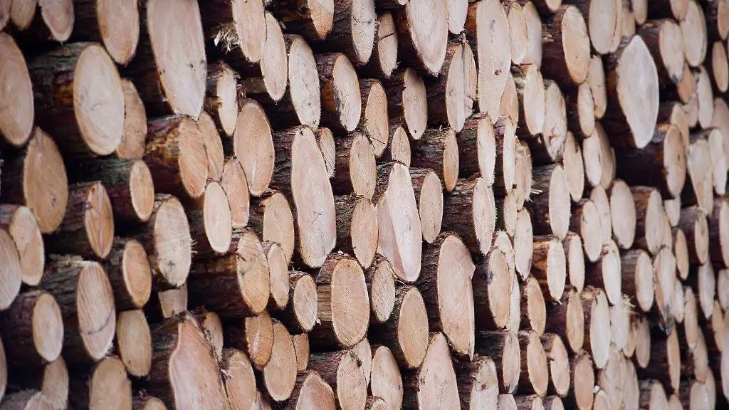 Im-Jahr-2021-wurde-in-Deutschland-nach-Angaben-des-Statistischen-Bundesamtes-so-viel-Holz-eingeschlagen-wie-noch-nie-seit-Beginn-der-Statistik