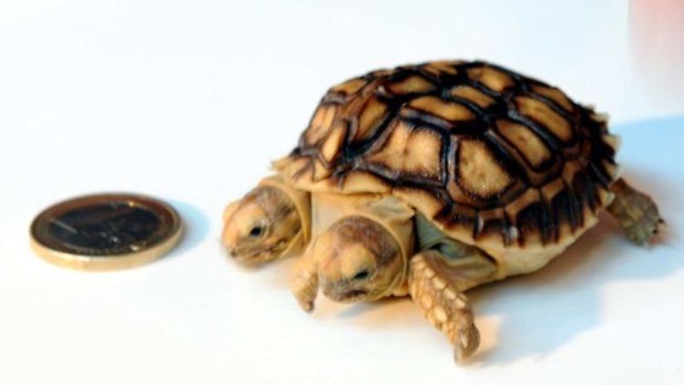 Bei Schildkröten schleichen sich leicht Fehler ins Entwicklungsprogramm ein.