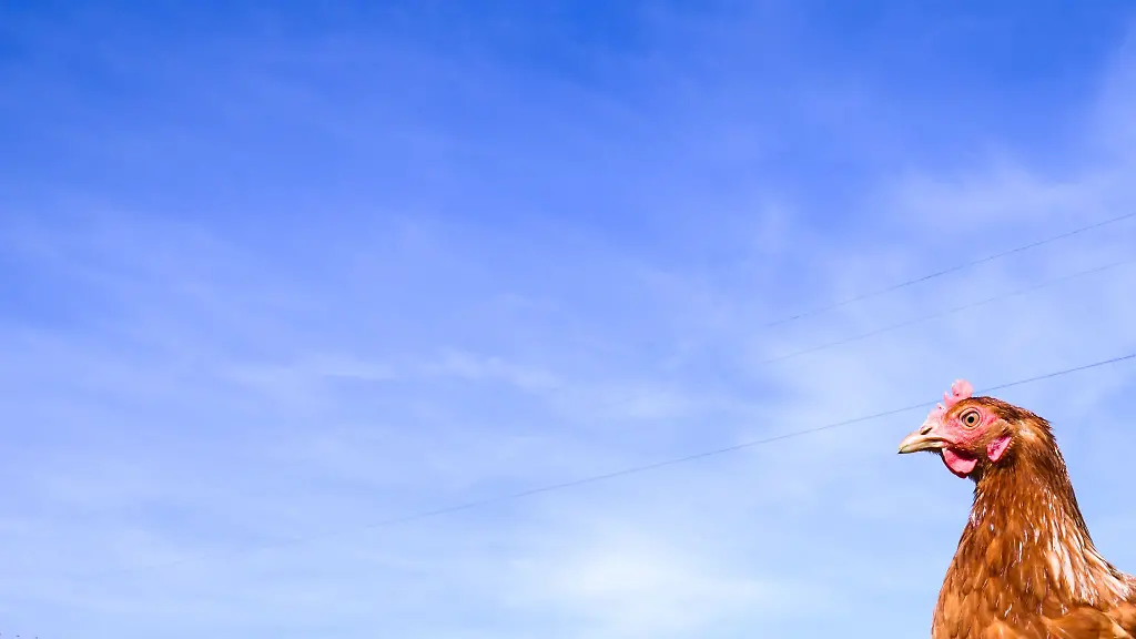 Huehner-laufen-ueber-eine-Wiese-eines-Betriebes-mit-Eiern-aus-Freilandhaltung