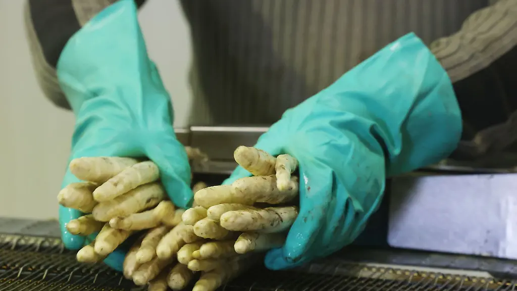 Spargel-wird-auf-dem-Bauernhof-Meyer-zur-Waesche-auf-ein-Band-gelegt